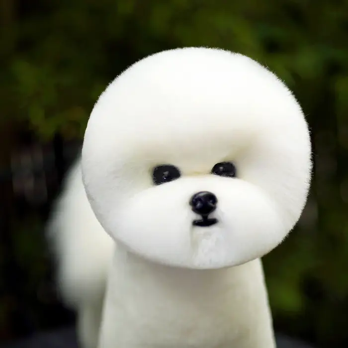 Perruque de cheveux complets Bichon pour la pratique du toilettage