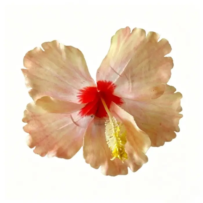 Pince à cheveux fleur d'hibiscus artificielle