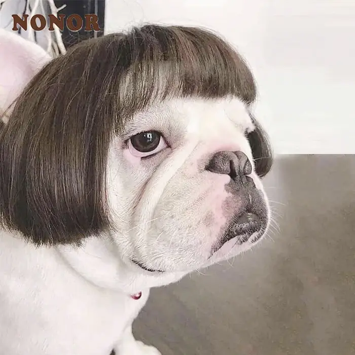 NONOR-Perruques pour animaux de compagnie, accessoires de cosplay, chapeau en élasthanne croisée, olympiques amusants, accessoires de tête pour chiens et chats, fournitures de Noël Halloowen