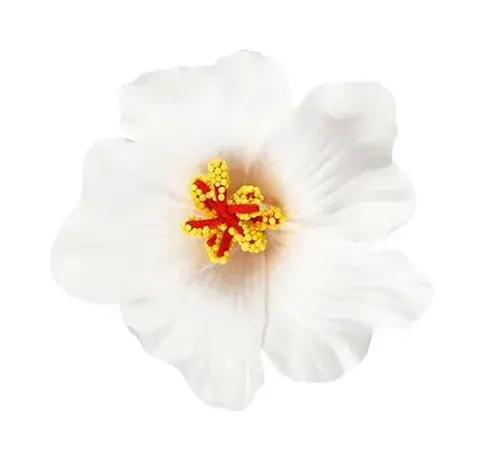 Bandeau de cheveux en fleurs d'hibiscus