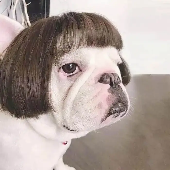 NONOR-Perruques pour animaux de compagnie, accessoires de cosplay, chapeau en élasthanne croisée, olympiques amusants, accessoires de tête pour chiens et chats, fournitures de Noël Halloowen
