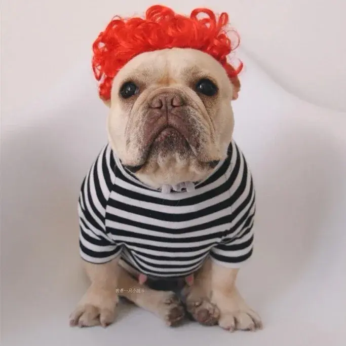 NONOR-Perruques pour animaux de compagnie, accessoires de cosplay, chapeau en élasthanne croisée, ol